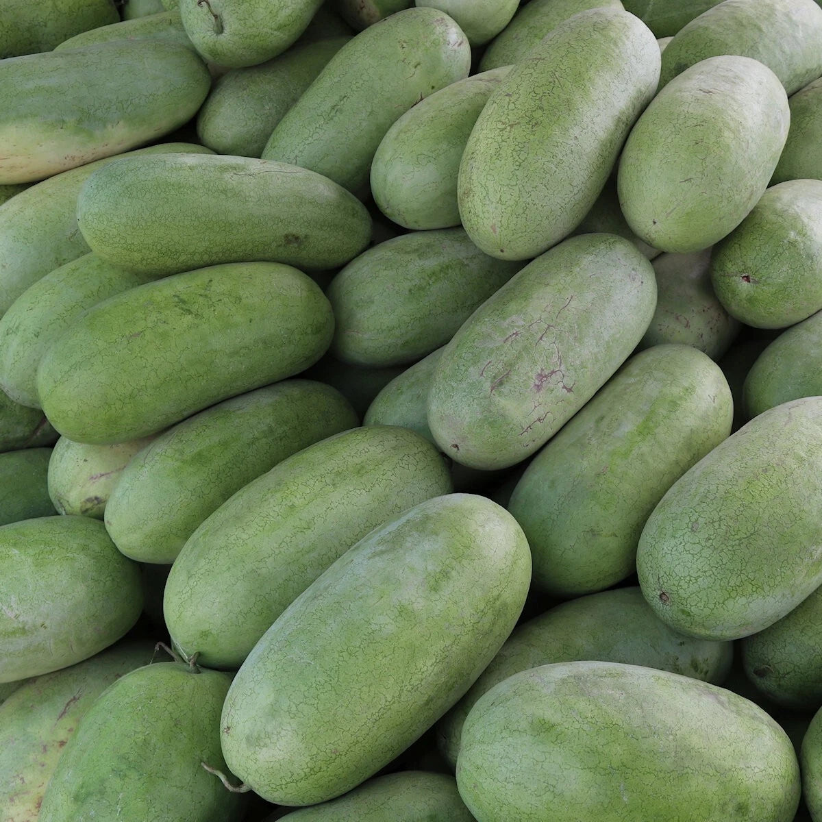 Charleston Gray watermelon seeds vine growth in home garden