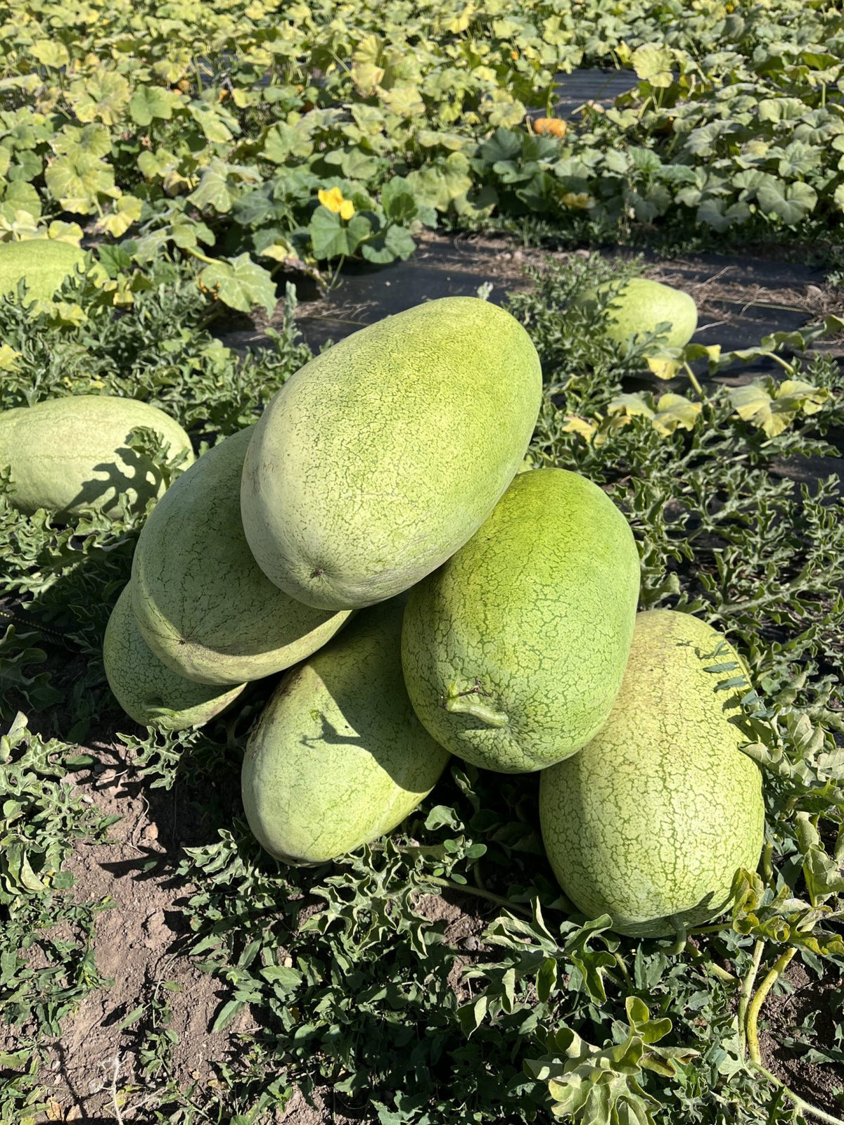 Charleston Jr watermelon seeds heirloom non GMO for planting