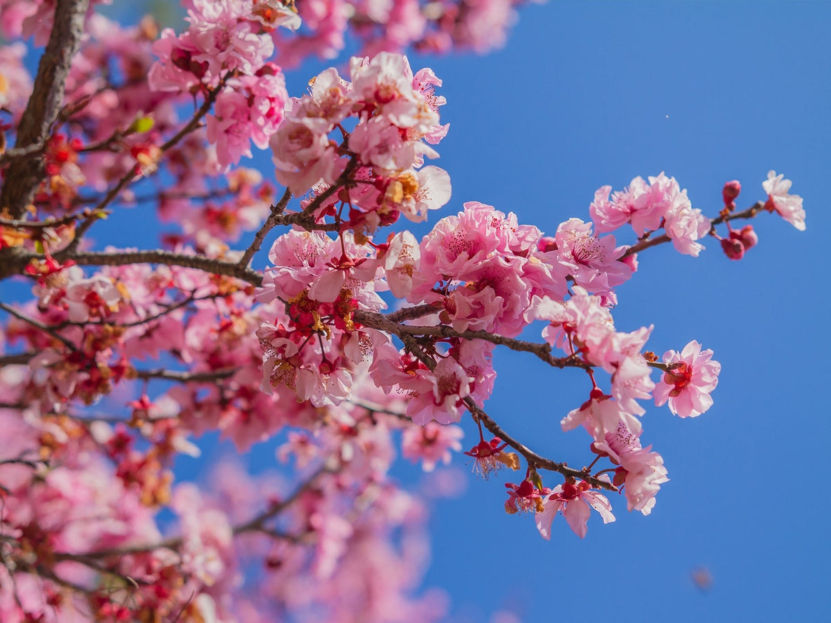Cherry Blossom Prunus Serrulata Japanese Sakura Flower Seeds for Planting – Ideal for Home Garden and Landscaping