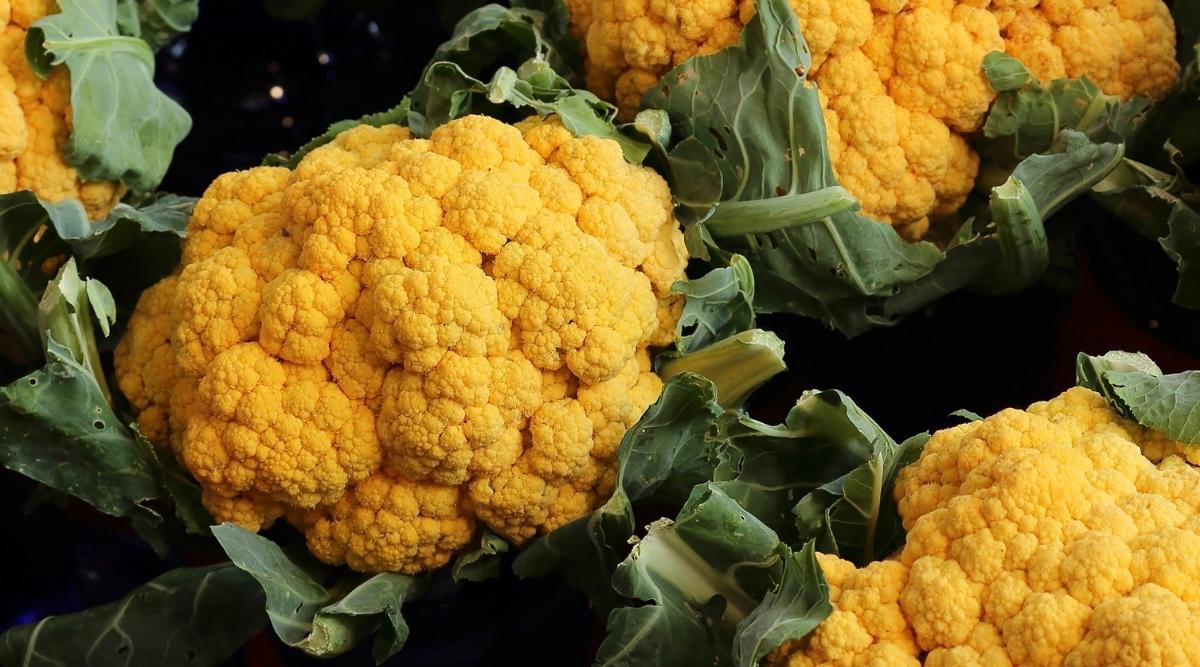 High germination cauliflower seeds for planting cheddar variety