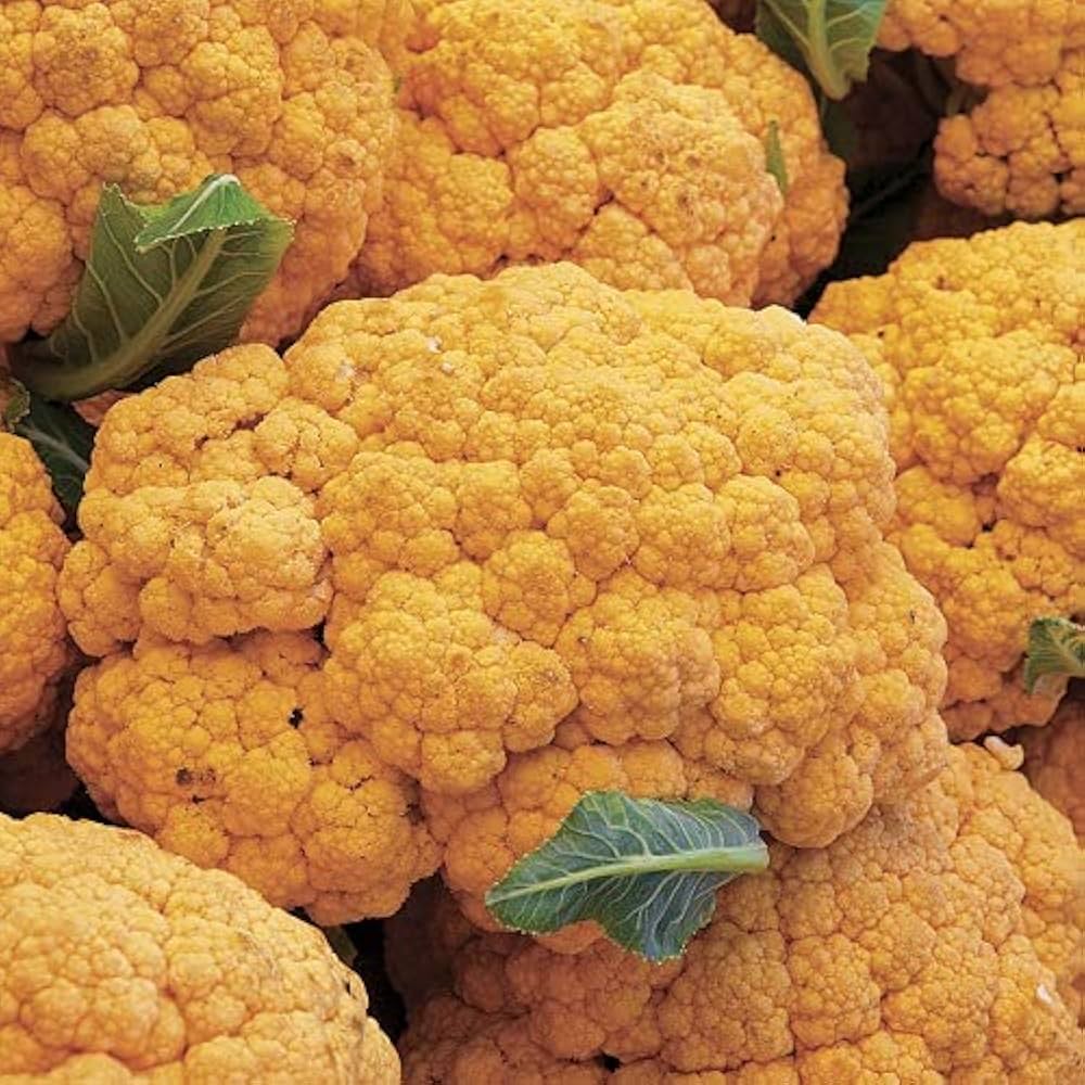 Cauliflower seeds cheddar variety for home garden planting