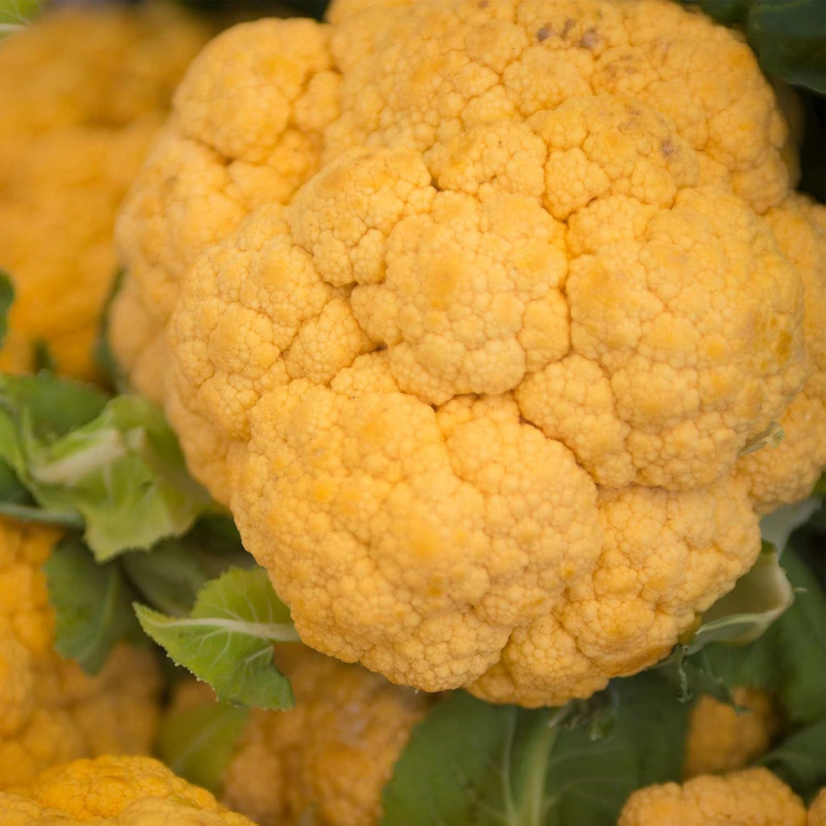 Non GMO cauliflower seeds producing compact cheddar plants
