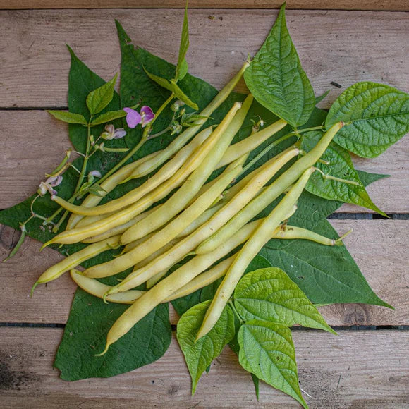 Bean Seeds (Bush) - Cherokee Wax