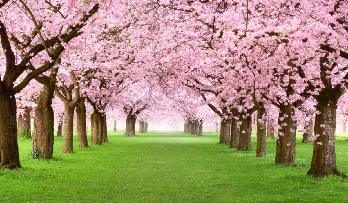 Cherry Blossom Prunus Serrulata Japanese Sakura Flower Seeds for Planting – Ideal for Home Garden and Landscaping