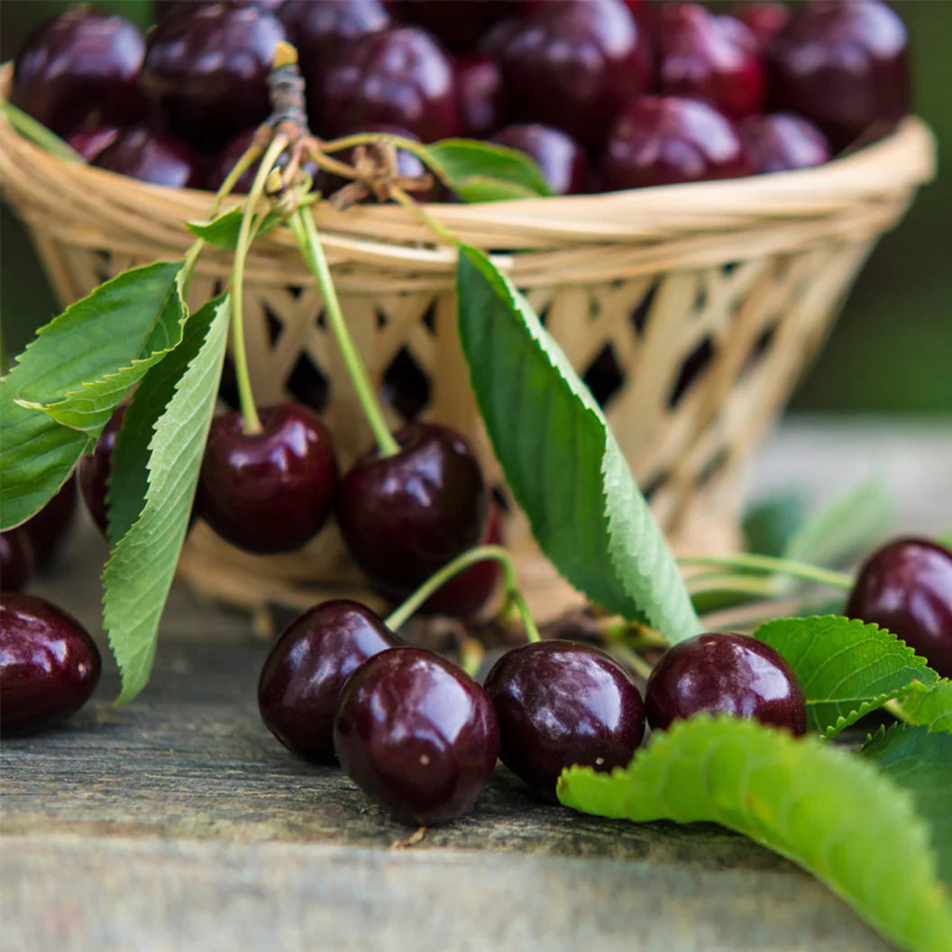 Cherry Prunus Avium seeds Black Tartarian sweet cherry variety