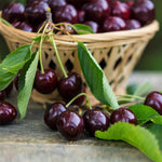 Cherry Prunus Avium seeds Black Tartarian sweet cherry variety