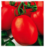 Cherry Roma tomato seeds Lycopersicon lycopersicum for sweet small sauce tomatoes - Dharaseeds