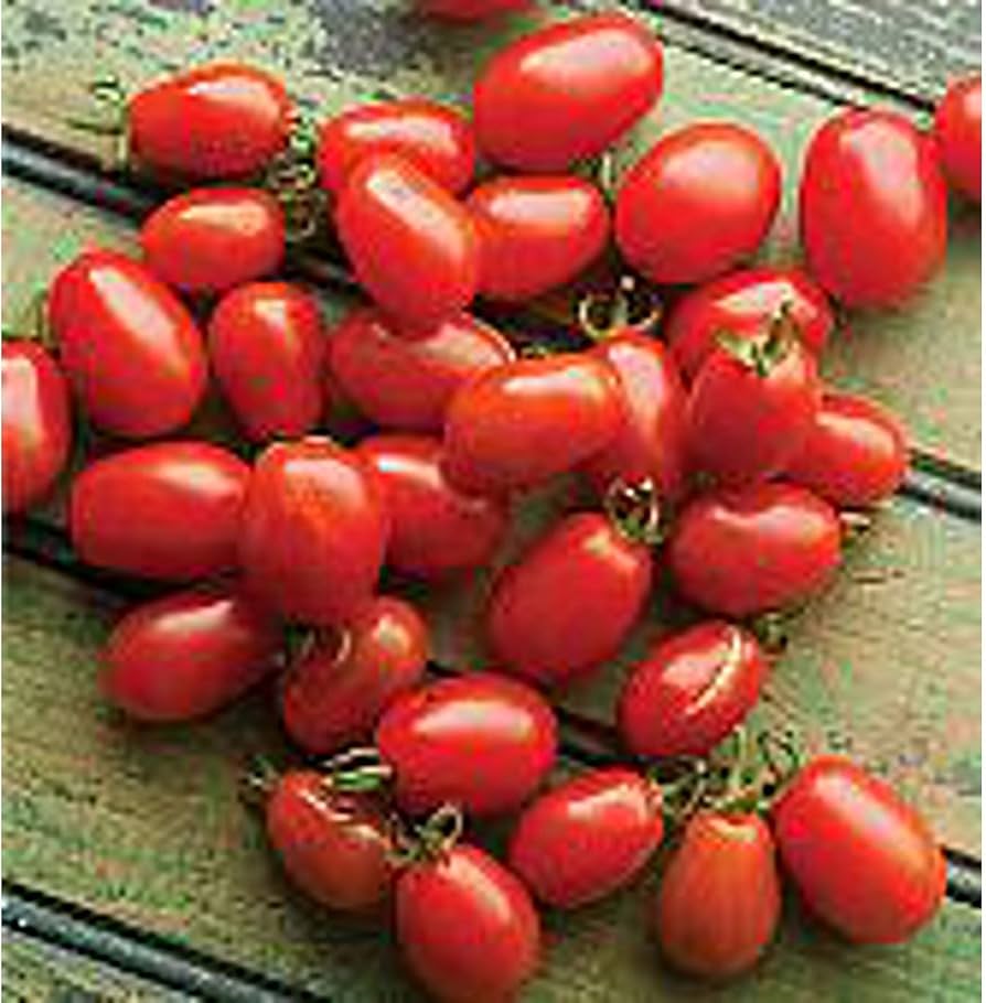 Cherry Roma tomato seeds Lycopersicon lycopersicum for sweet small sauce tomatoes - Dharaseeds