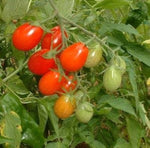 Cherry Roma tomato seeds Lycopersicon lycopersicum for sweet small sauce tomatoes - Dharaseeds