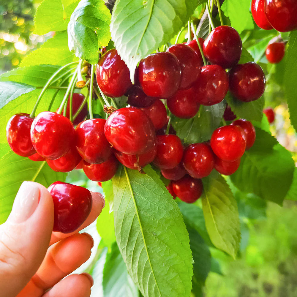 Cherry seeds for planting in home garden