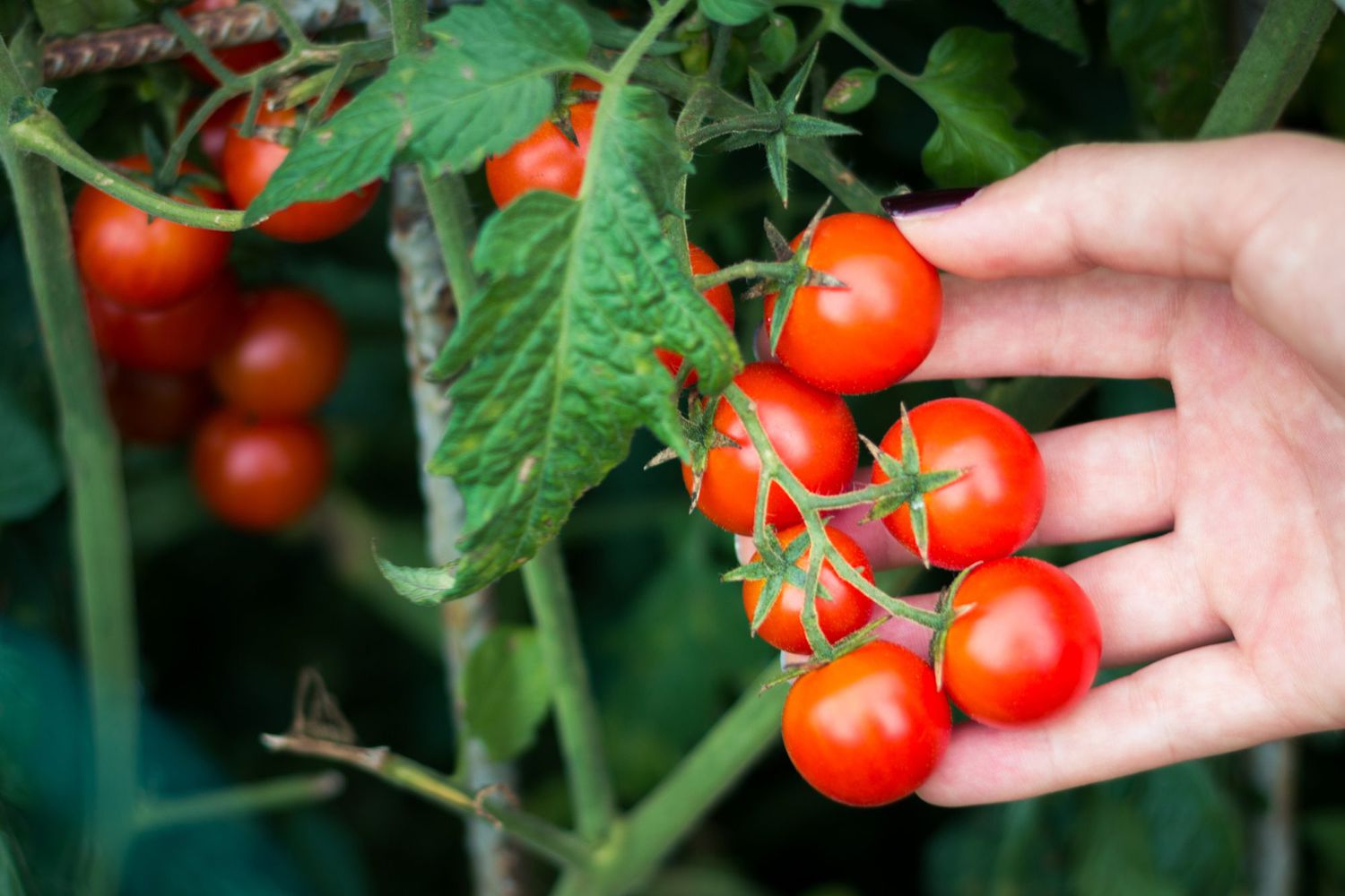 Cherry Tomato Vegetable Seeds for Planting