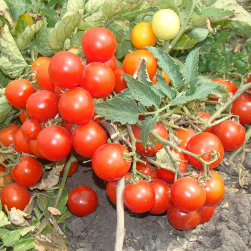 Cherry Tomato Lapochka Solanum lycopersicum vegetable seeds for planting in home garden or container garden