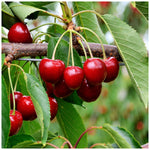 Cherry tree growth from premium quality seeds
