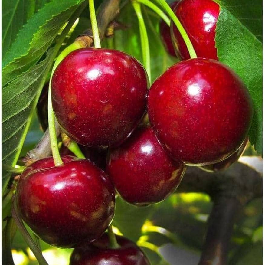 Cherry tree seed germination process