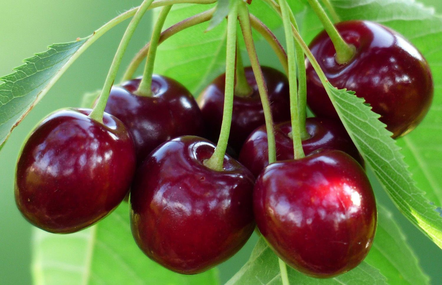 Cherry (Prunus avium