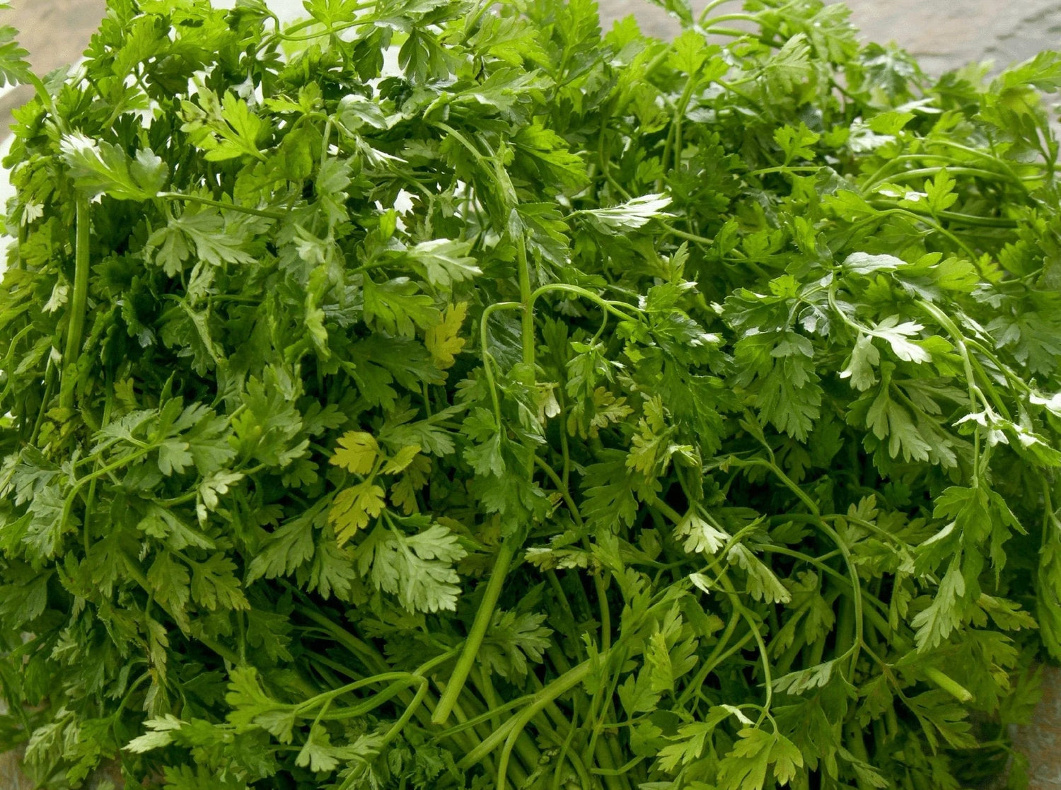 Green Chervil Curled Vegetable Seeds for Planting heirloom & Non-GMO Seeds