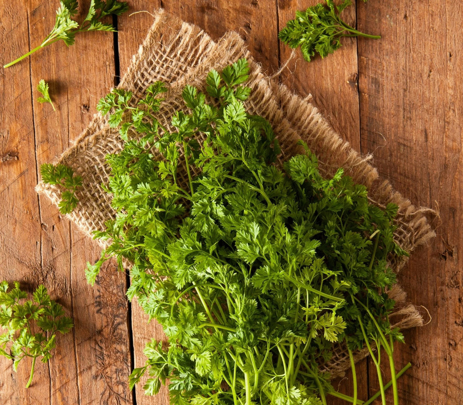 Green Chervil Curled Vegetable Seeds for Planting heirloom & Non-GMO Seeds
