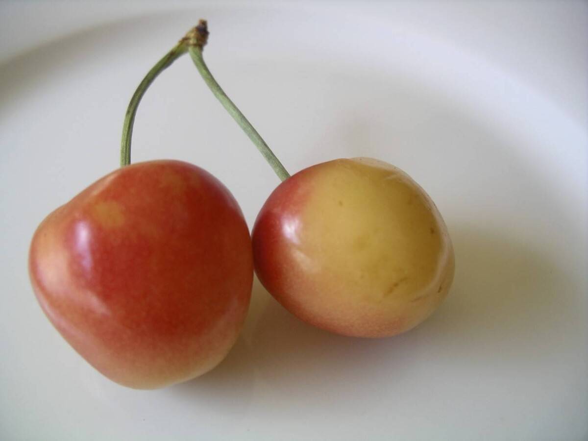 Queen Anne’s Cherry (Prunus avium) – Sweet, Delicate, and Juicy Cherry Variety