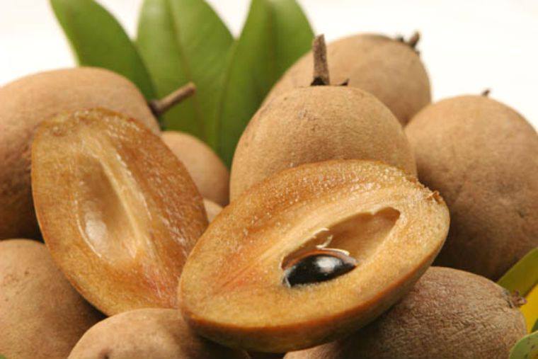 Chico Fruit (Manilkara zapota)