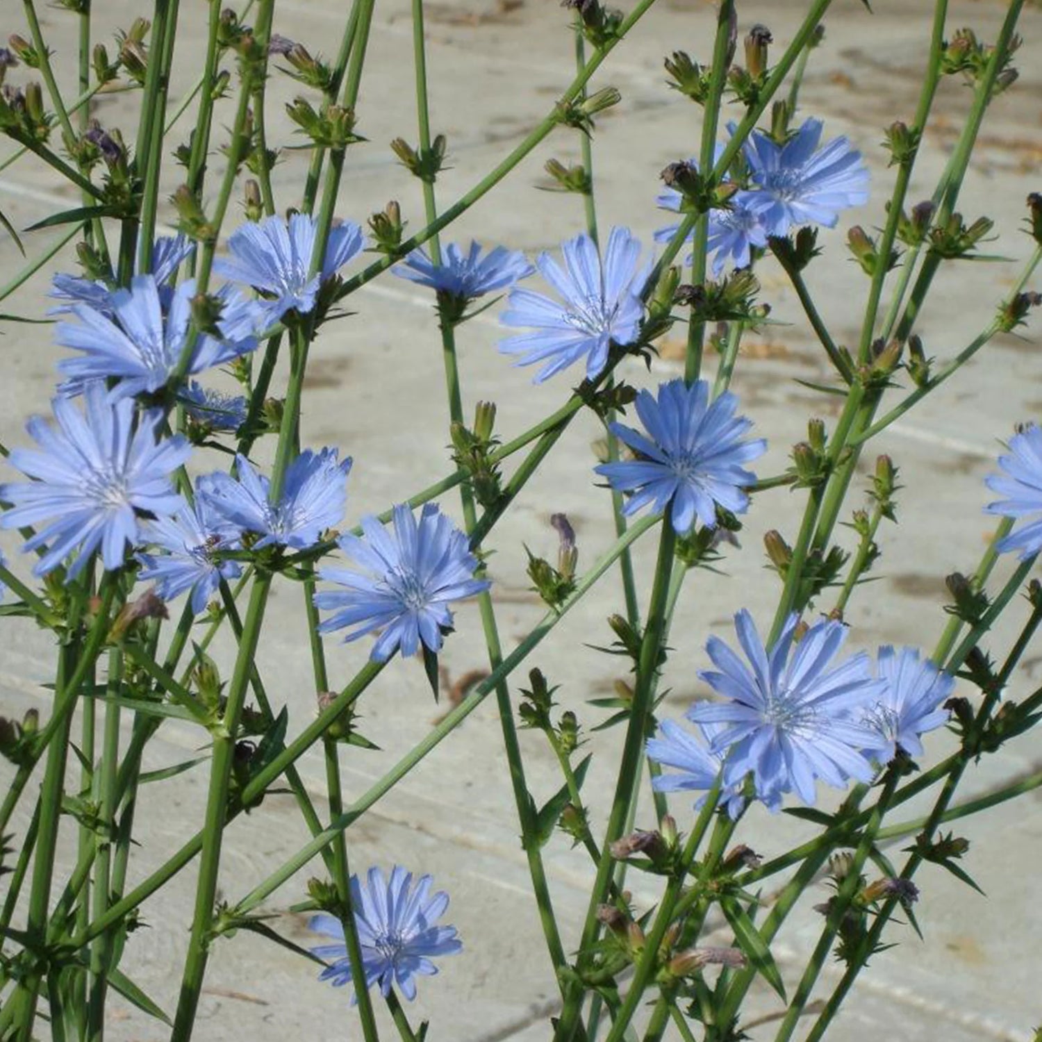 Chicory Seeds