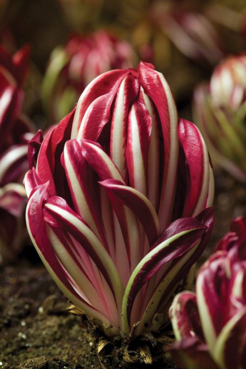 Chicory Rossa Di Treviso Imported heirloom non-GMO organic garden seeds