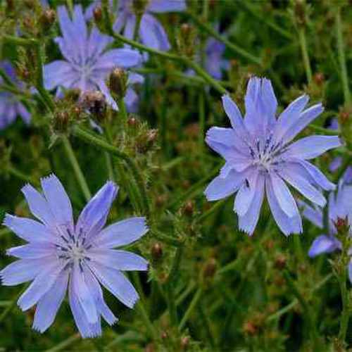 Chicory Blue Edible Herb Plant Seeds