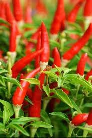 Chile Pepper Vegetable Seeds for Planting - 100 Pcs pcs - Dharaseeds