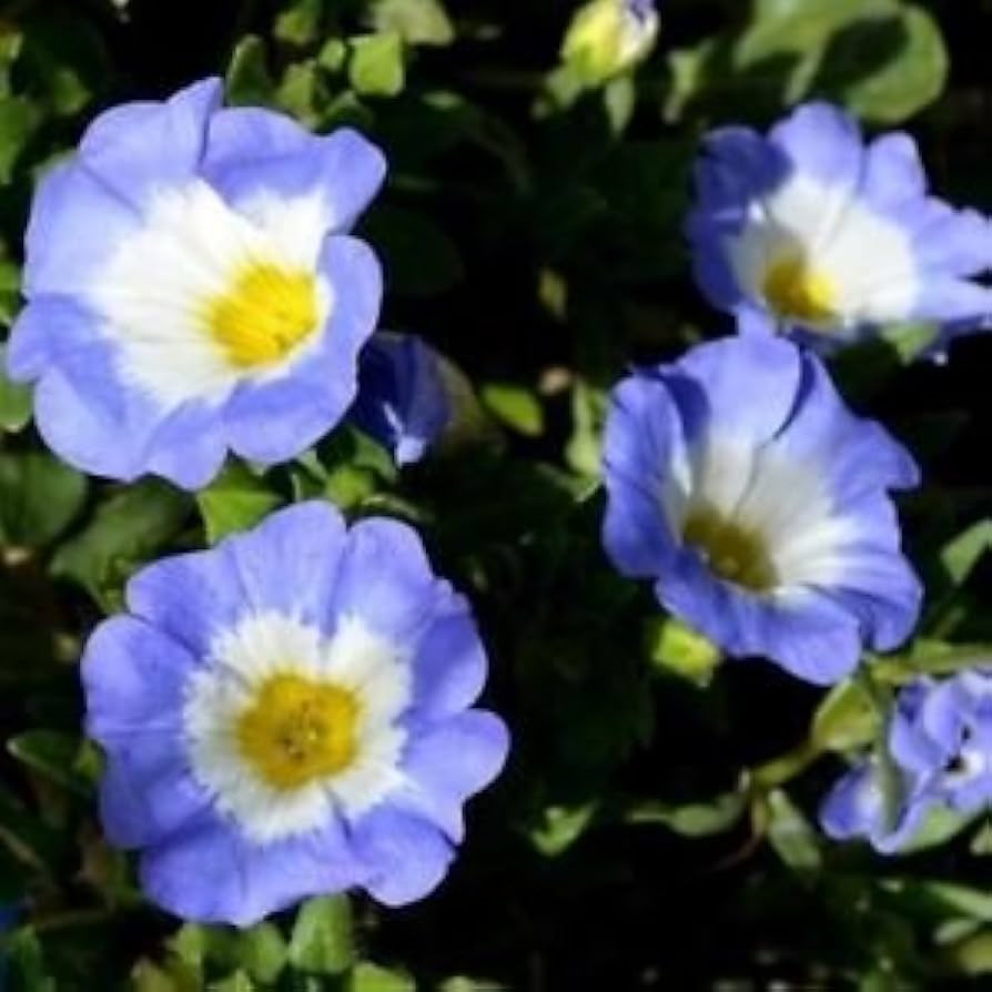 Chilean bellflower Nolana paradoxa white flower seeds for planting in garden beds or ornamental containers - Dharaseeds