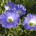 Chilean bellflower Nolana paradoxa white flower seeds for planting in garden beds or ornamental containers - Dharaseeds