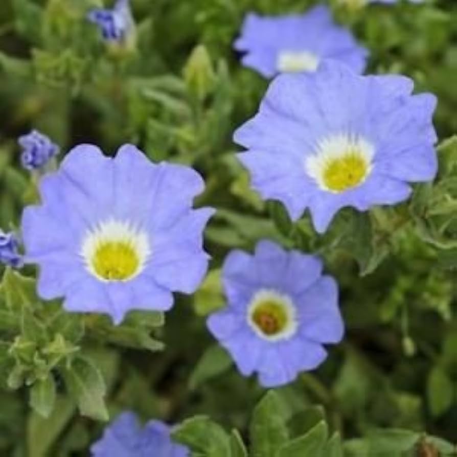 Chilean bellflower Nolana paradoxa white flower seeds for planting in garden beds or ornamental containers - Dharaseeds