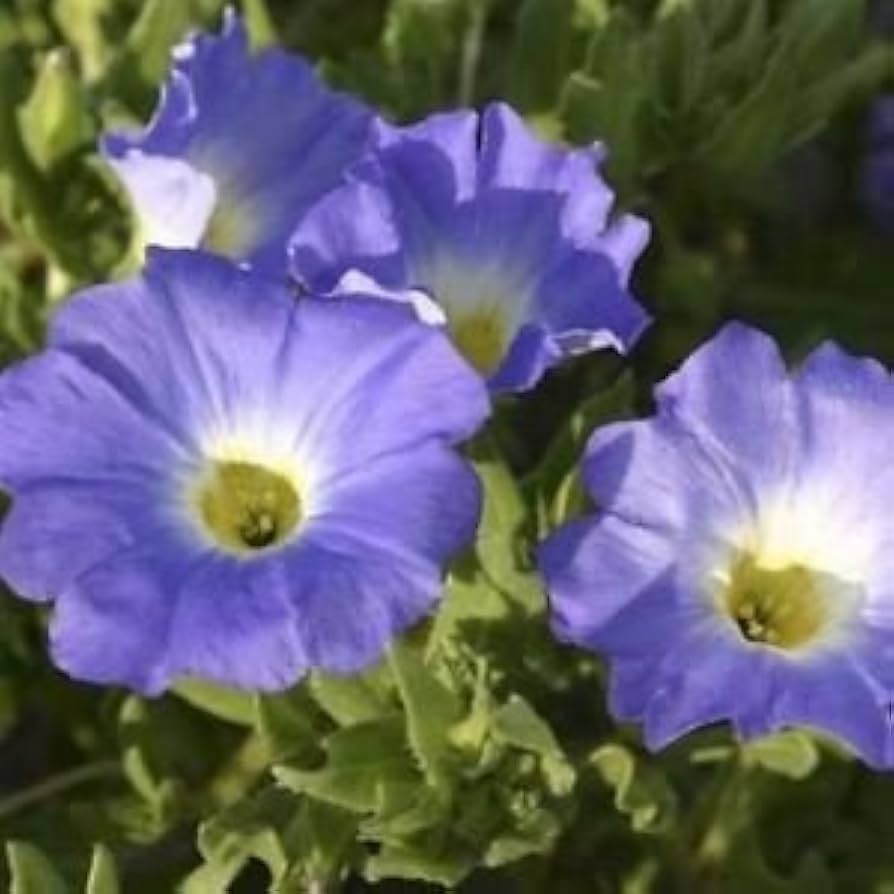 Chilean bellflower Nolana paradoxa white flower seeds for planting in garden beds or ornamental containers - Dharaseeds