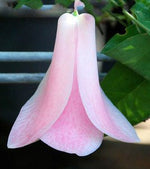 Chilean Bellflower Seeds – Rare Trailing Blooms with Vibrant Colors - Dharaseeds