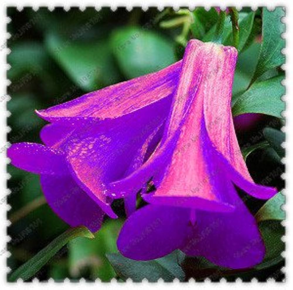 Chilean Bellflower Seeds – Rare Trailing Blooms with Vibrant Colors - Dharaseeds