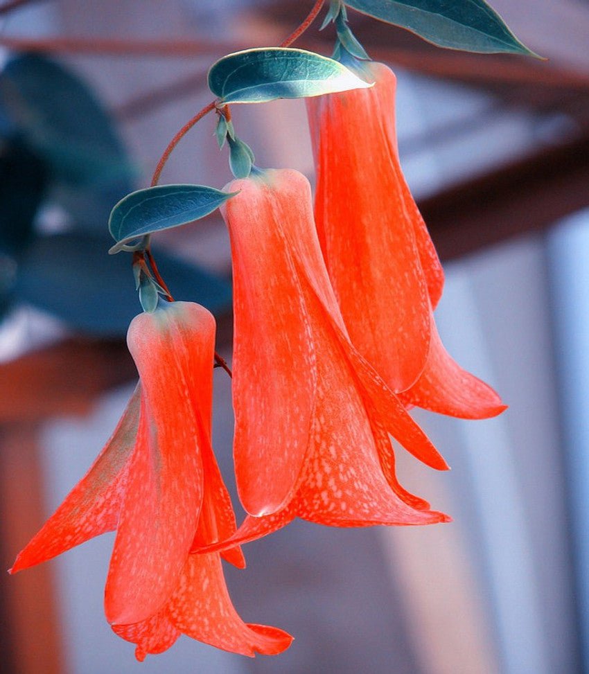 Chilean Bellflower Seeds – Rare Trailing Blooms with Vibrant Colors - Dharaseeds