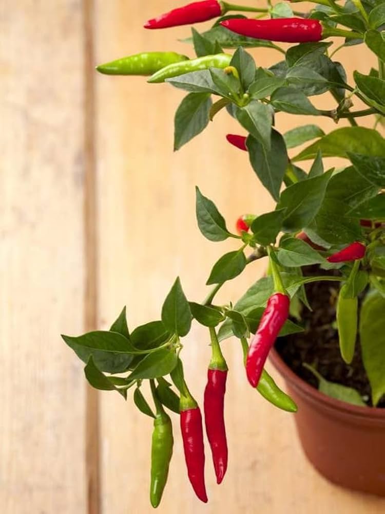 Chili pepper Capsicum annuum bright red seeds for planting in kitchen gardens or patio containers - Dharaseeds