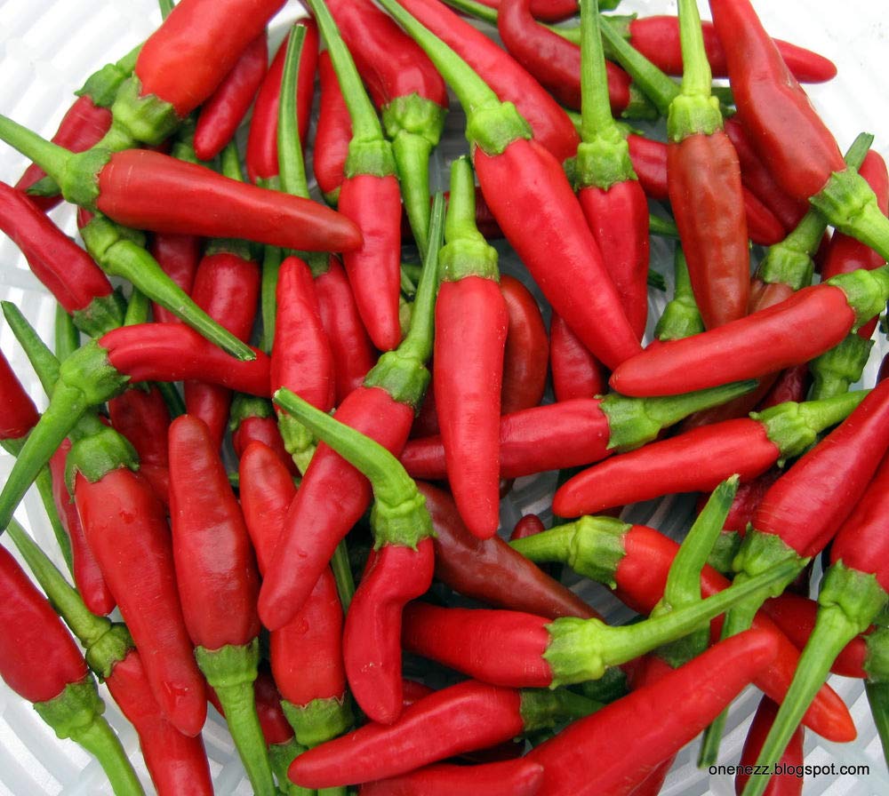Chili pepper Capsicum annuum bright red seeds for planting in kitchen gardens or patio containers - Dharaseeds