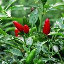 Chili Vegetable Seeds for Planting, 100 Pcs pcs - Dharaseeds