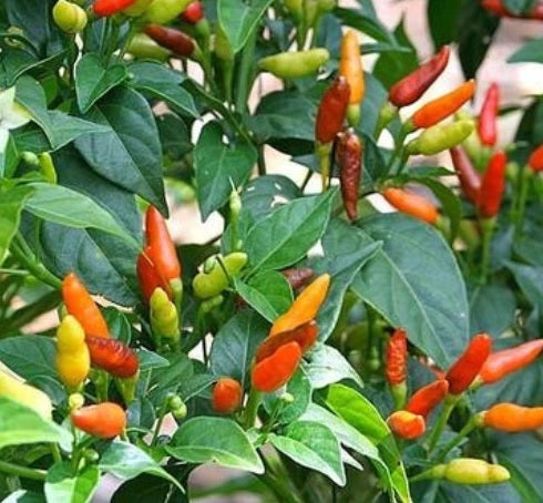 Chilli Bird Eye heirloom non-GMO organic garden seeds