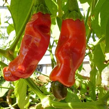 Chilli Peter Vegetable Seeds for Planting - 100 Pcs pcs - Dharaseeds