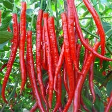 Chilli Seeds for Gardening, 100 Pcs pcs - Dharaseeds