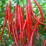 Chilli Seeds for Gardening, 100 Pcs pcs - Dharaseeds