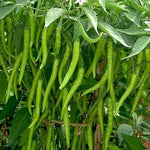 Chilli Seeds for Gardening, 100 Pcs pcs - Dharaseeds