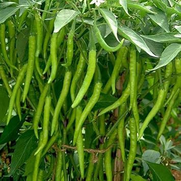 Chilli Seeds for Gardening, 100 Pcs pcs - Dharaseeds