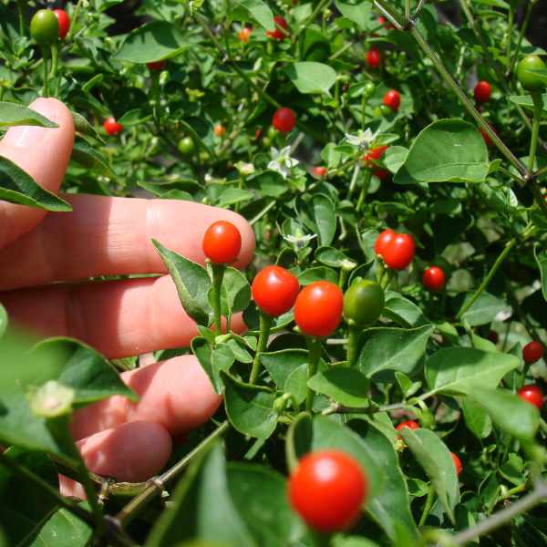 Tepin Pepper Seeds Heirloom Non-GMO High Germination Organic Garden Seeds