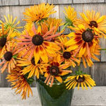 Chim Chiminee Rudbeckia Flower Seeds – Unique Petal Shapes in Autumn Tones - Dharaseeds