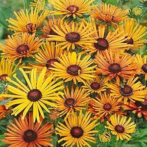 Chim Chiminee Rudbeckia Flower Seeds – Unique Petal Shapes in Autumn Tones - Dharaseeds