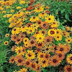 Chim Chiminee Rudbeckia Flower Seeds – Unique Petal Shapes in Autumn Tones - Dharaseeds
