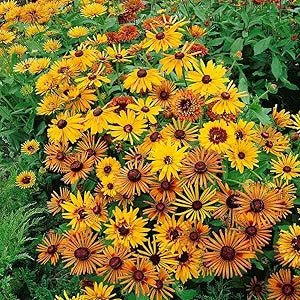 Chim Chiminee Rudbeckia Flower Seeds – Unique Petal Shapes in Autumn Tones - Dharaseeds
