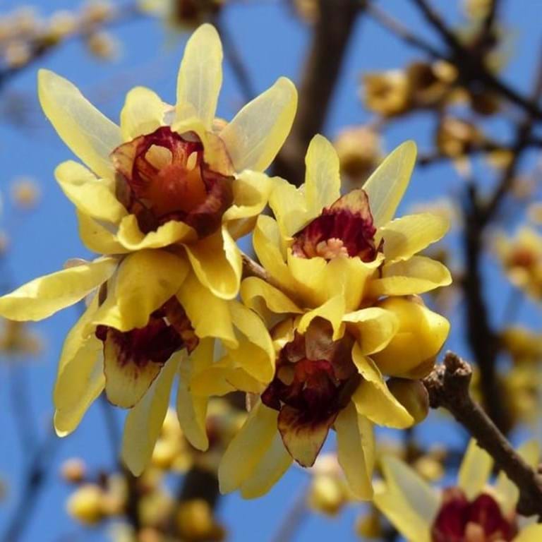 Red Chimonanthus Seeds for Planting