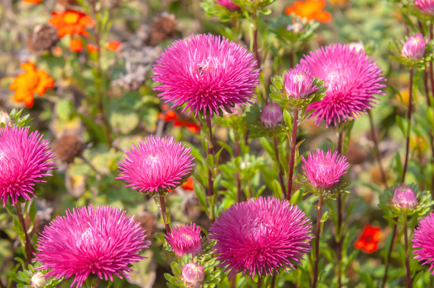 Ostrich Feather China Aster